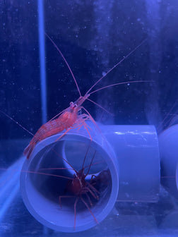 Load image into Gallery viewer, Peppermint Shrimp - Captive Bred in UK - True Aiptasia eating Peppermint - Lysmata Boggessi