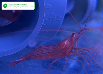 Load image into Gallery viewer, Peppermint Shrimp - Captive Bred in UK - True Aiptasia eating Peppermint - Lysmata Boggessi