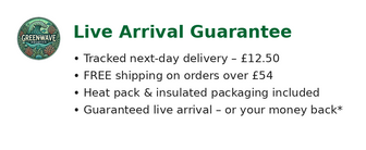 Load image into Gallery viewer, Peppermint Shrimp - Captive Bred in UK - True Aiptasia eating Peppermint - Lysmata Boggessi