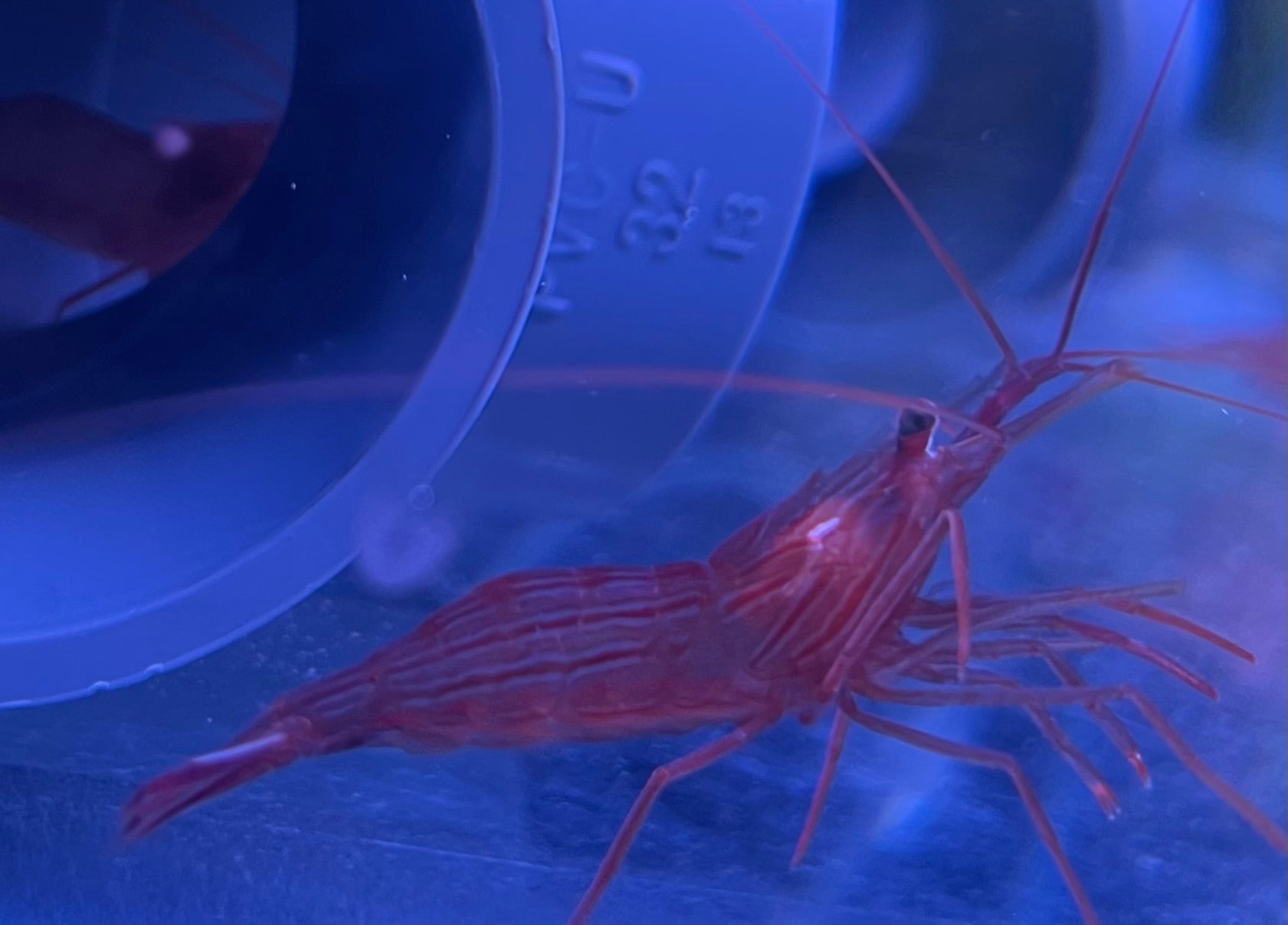 2 x Peppermint Shrimp - Lysmata Boggessi - Captive Bred - True Aiptasia eating Peppermint