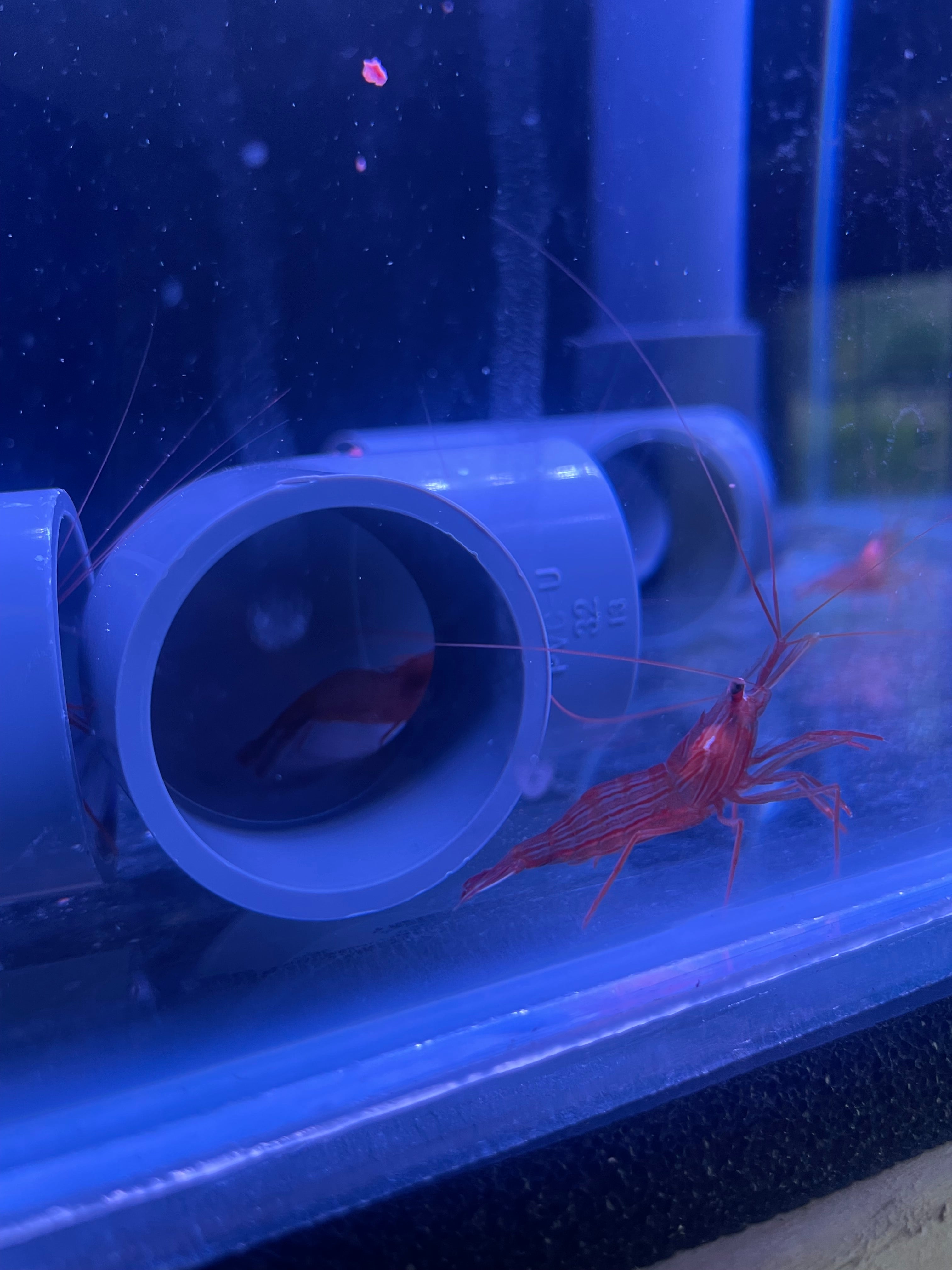 2 x Peppermint Shrimp - Lysmata Boggessi - Captive Bred - True Aiptasia eating Peppermint