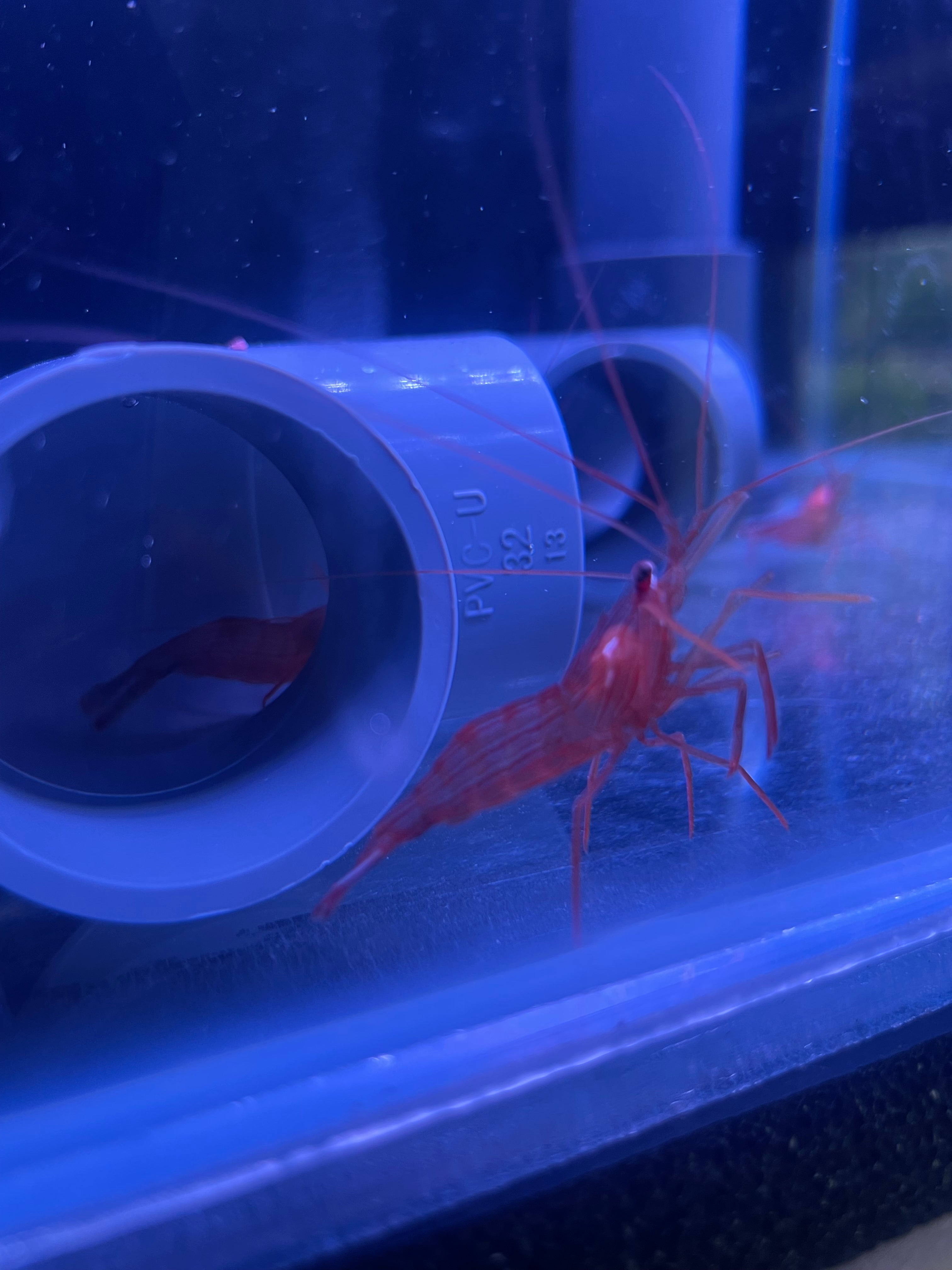 2 x Peppermint Shrimp - Lysmata Boggessi - Captive Bred - True Aiptasia eating Peppermint