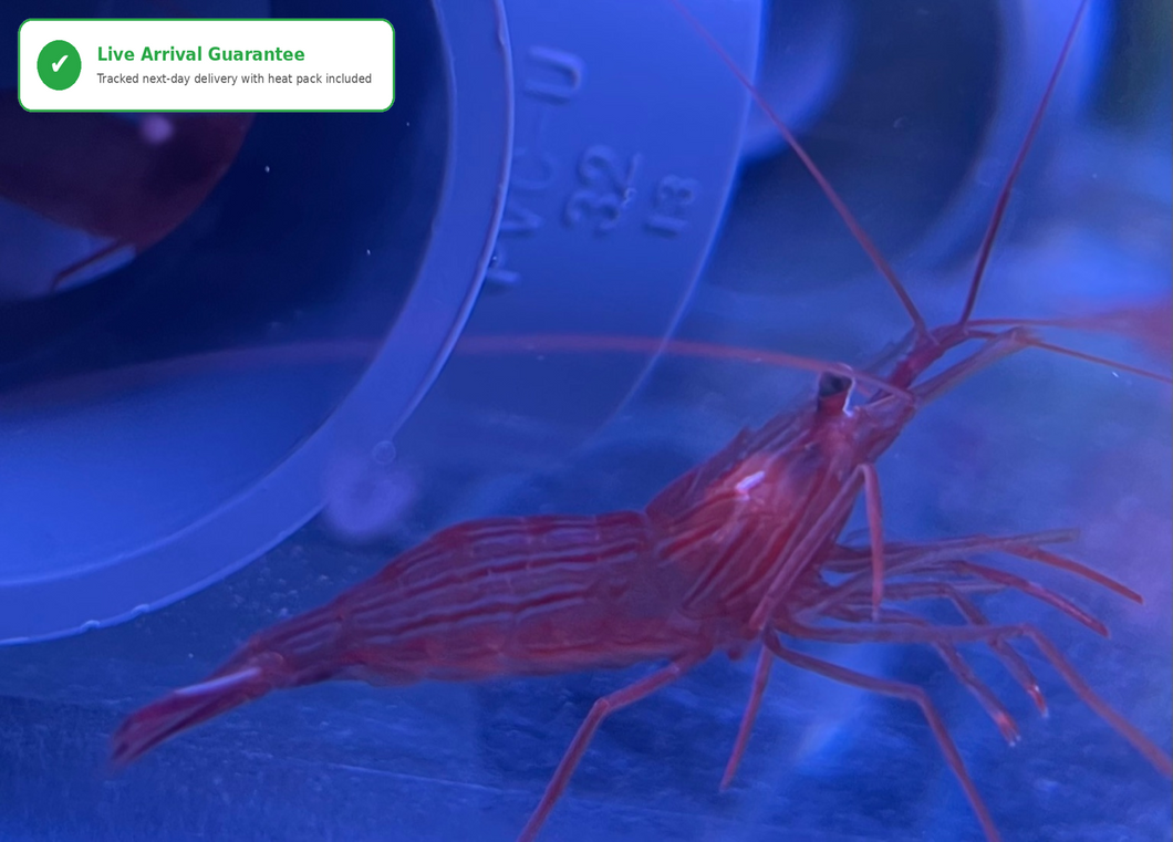Peppermint Shrimp - Captive Bred in UK - True Aiptasia eating Peppermint - Lysmata Boggessi